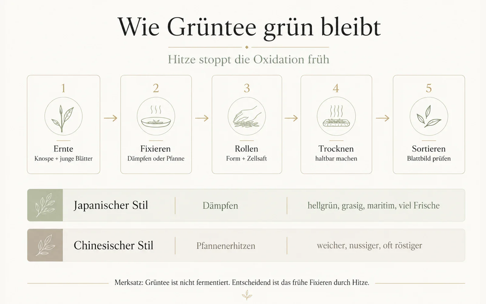Infografik: Wie Grüntee durch frühes Fixieren grün bleibt