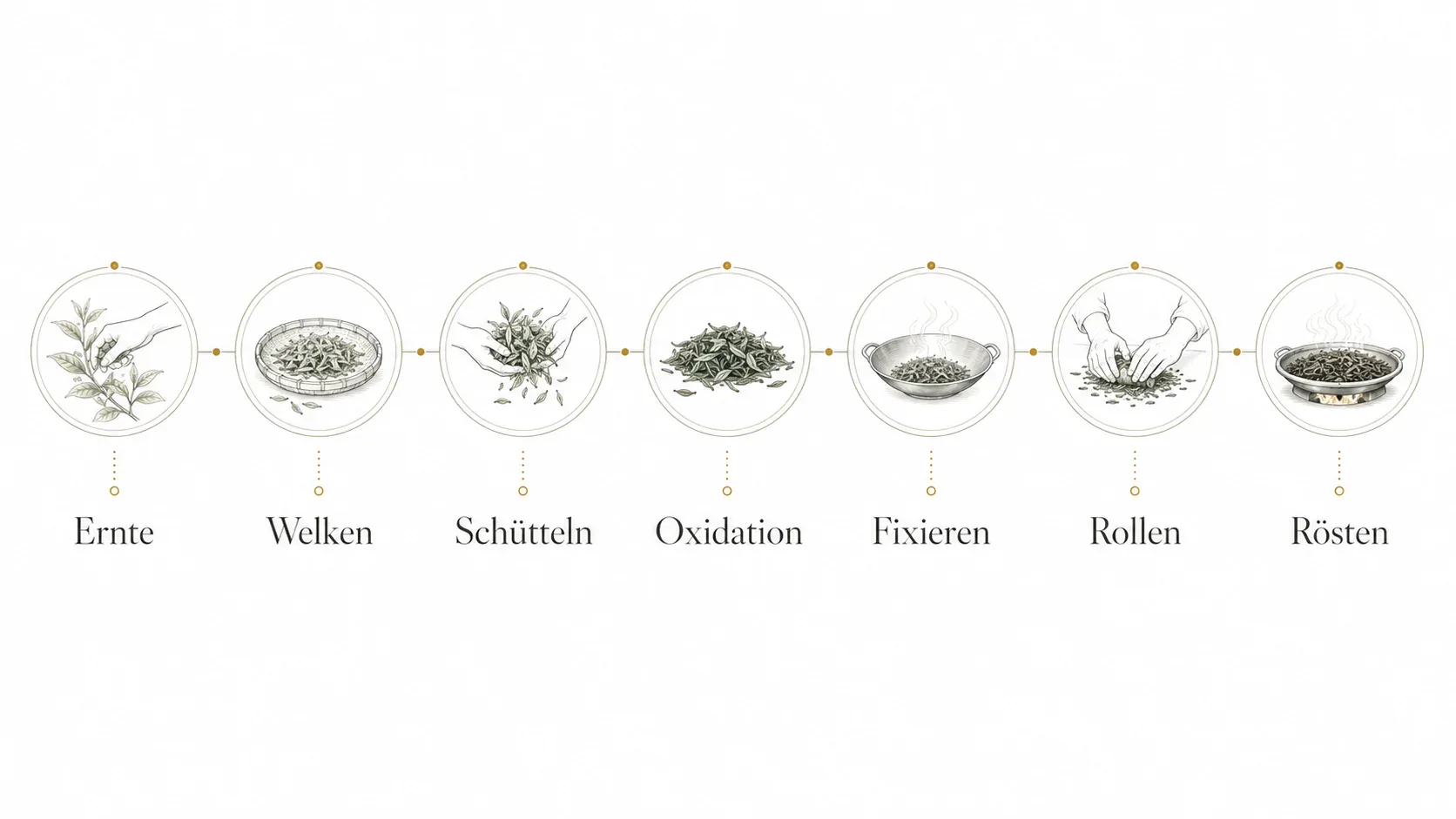 Infografik zur Herstellung von Oolong Tee mit Ernte, Welken, Schütteln, Oxidation, Fixieren, Rollen und Rösten