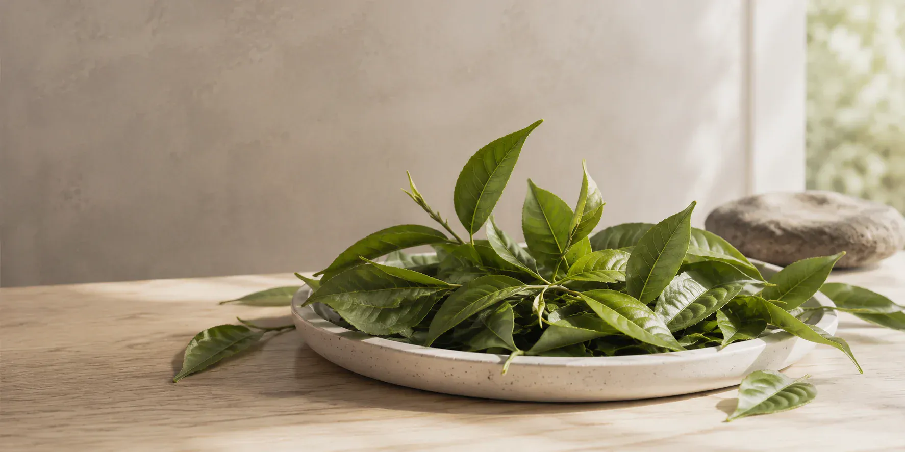 Frische Camellia-sinensis-Teeblätter als Ursprung aller echten Teearten