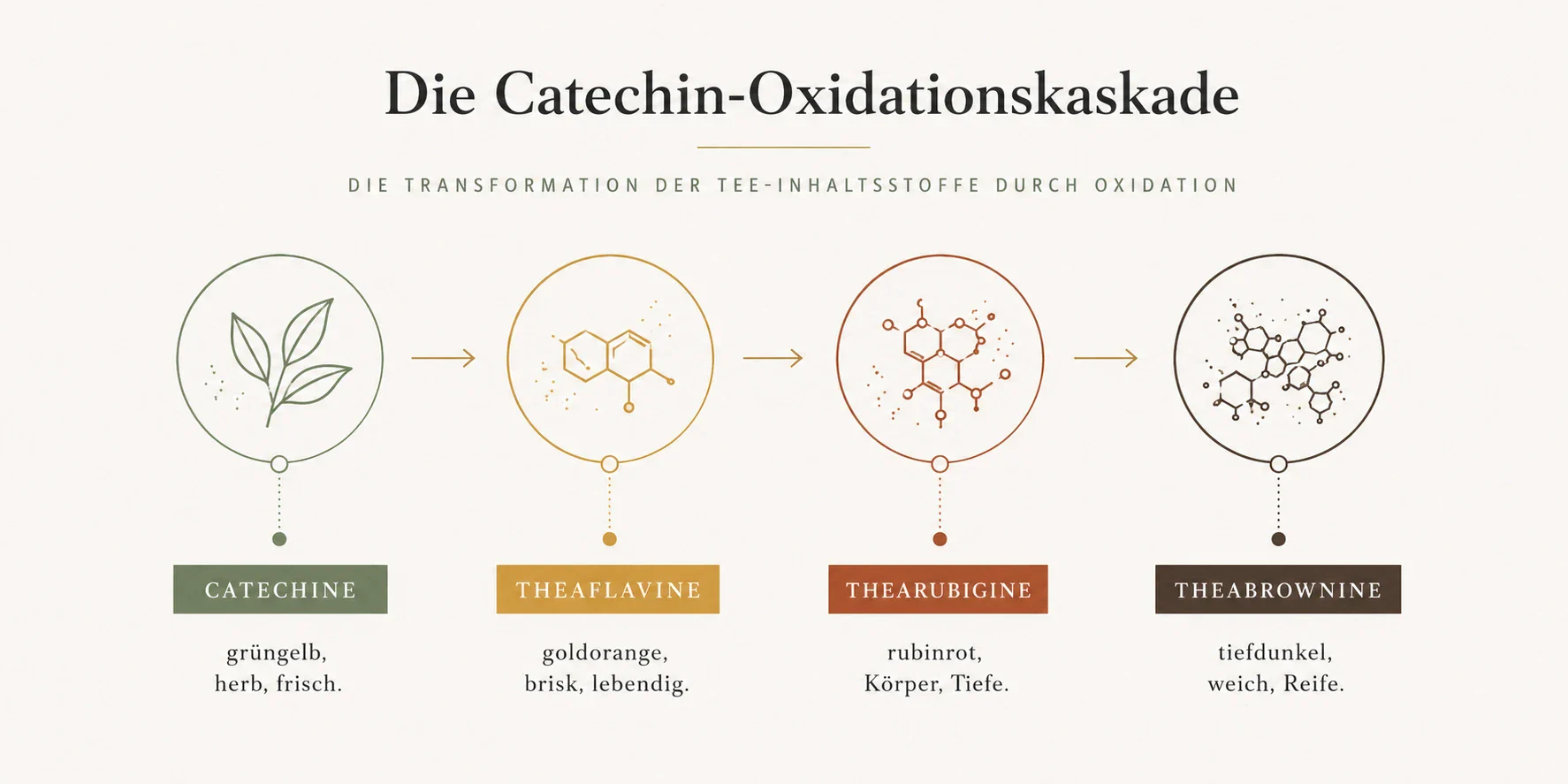 Infografik der Catechin-Oxidationskaskade von Catechinen über Theaflavine und Thearubigine zu Theabrowninen