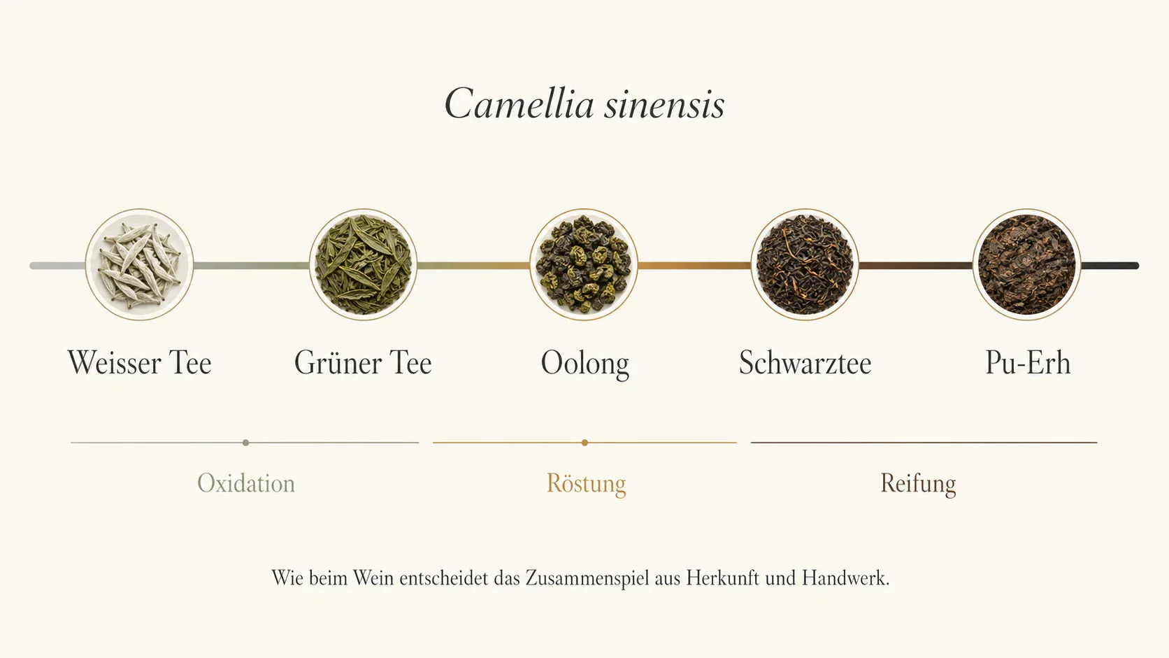 Grafik zum Spektrum von weissem Tee, Grüntee, Oolong, Schwarztee und Pu-Erh aus Camellia sinensis.
